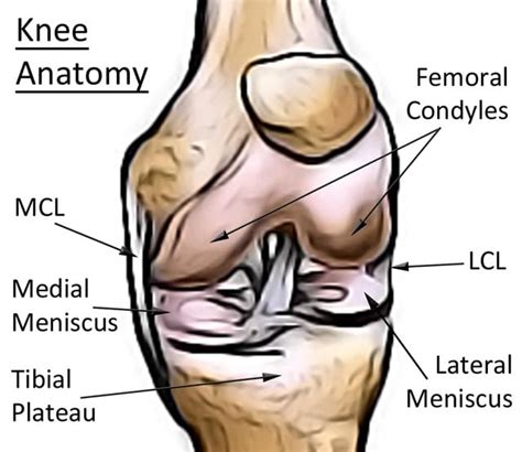 Knee Anatomy Pic Chris Jones Specialist Orthopaedic Surgeon