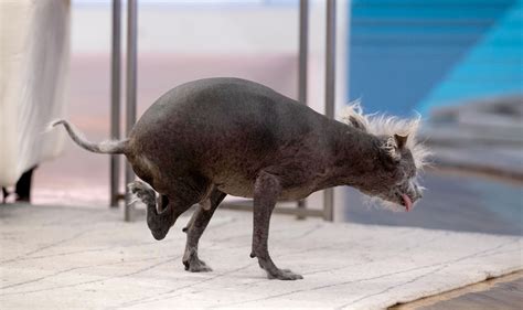 2023 Worlds Ugliest Dog Winner Scooter Shows Off His Inner Beauty On