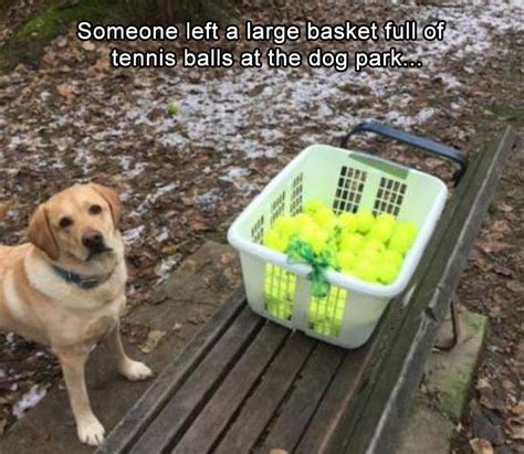 Faith In Humanity Restored 20 Pics Wholesome Memes Funny Dog Pictures