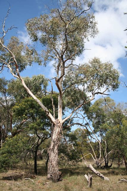 201109181106 Ribbon Or Manna Gum Eucalyptus Viminalis Tree Flickr
