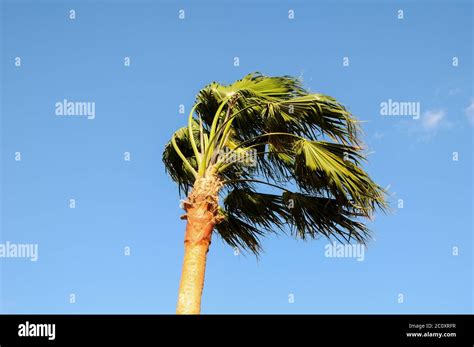 Palm Tree Bent In Storm Hi Res Stock Photography And Images Alamy