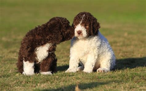 Lagotto breeders in australia and new zealand. Rescue Puppies For Sale In California