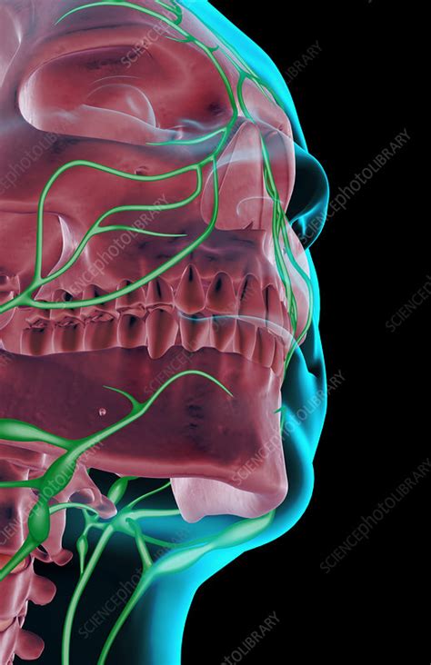 The Lymph Supply Of The Jaw Stock Image F0014302 Science Photo