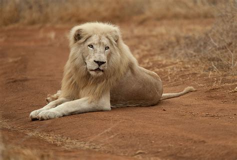 White Lion Key Facts - Global White Lion Protect Trust
