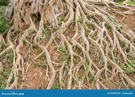 Tree Roots Stock Image Image Of Agriculture Pattern 29269925
