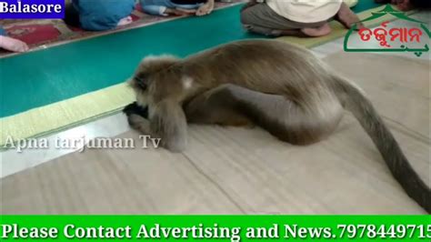 A Monkey Offered Friday Prayers At The Jama Masjid In Kharagpur Youtube