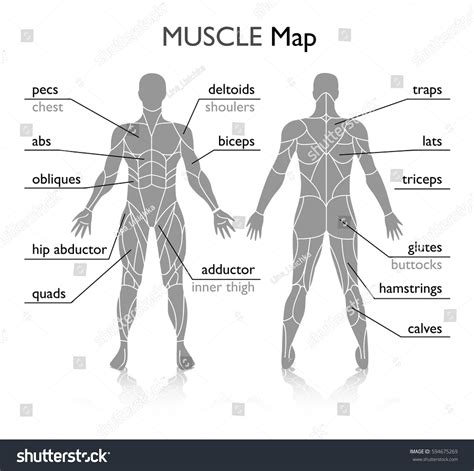 Muscles Chart Description Muscular Body Man Stock Vector
