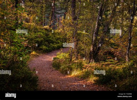A Forest Path In Autumnal Colours Through The Ancient Woodlands Of Glen