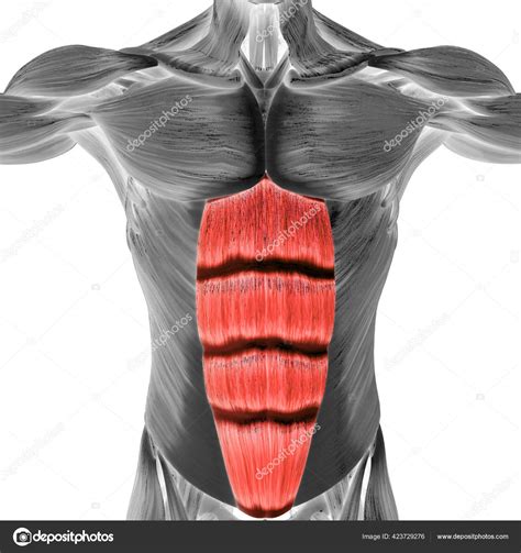 Human Muscular System Torso Muscles Rectus Abdominis Muscle Anatomy