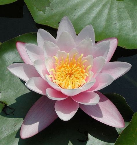 Water Lily Most Beautiful Flowers Water Lily Pretty Flowers