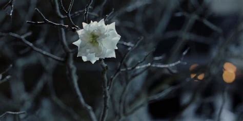 Lotr There Is A Secret About The White Tree Of Gondor That Is Kept Out