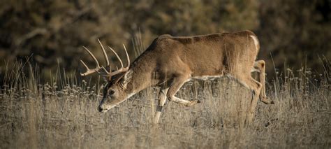 10 Myths About Whitetail Deer Movement Outdoor Life