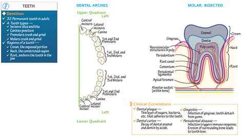 Anatomy Physiology Teeth Draw It To Know It