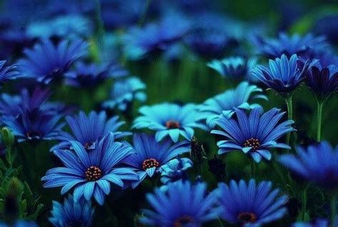 43 Best Images About The Most Beautiful Blue Flowers In The World On