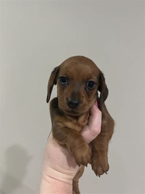 Miniature Dachshund - Serpentine - PetsForHomes