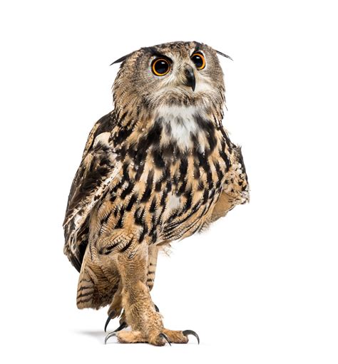 Premium Photo Eurasian Eagle Owl Bubo Bubo Is A Species Of Eagle