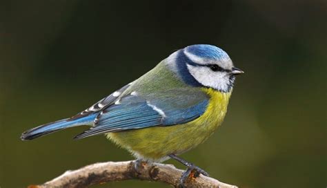 Comment Attirer Les Oiseaux Au Jardin 3 Astuces Faciles