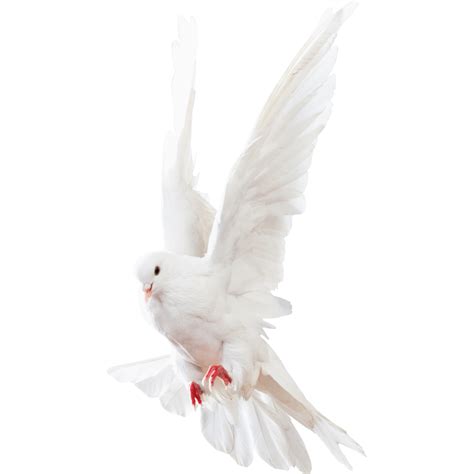 Dove Png Transparent Dovepng Images Pluspng Images Images And Photos