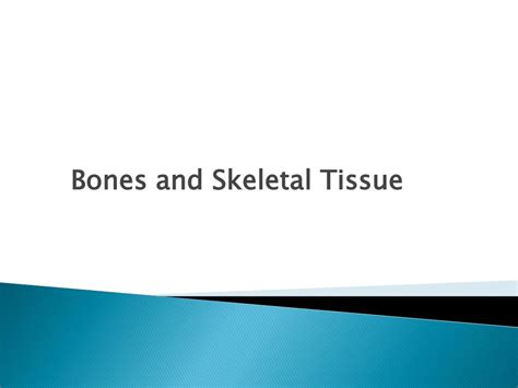 Ppt Bones And Skeletal Tissue Powerpoint Presentation Free Download