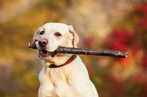 Why Do Dogs Like Sticks