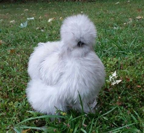 Self Blue Lavender Silkie Pullet Hatched March 2014 Bred By Silkie