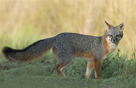 Gray Fox Profile Traits Facts Skull Fur Tracks Habitat
