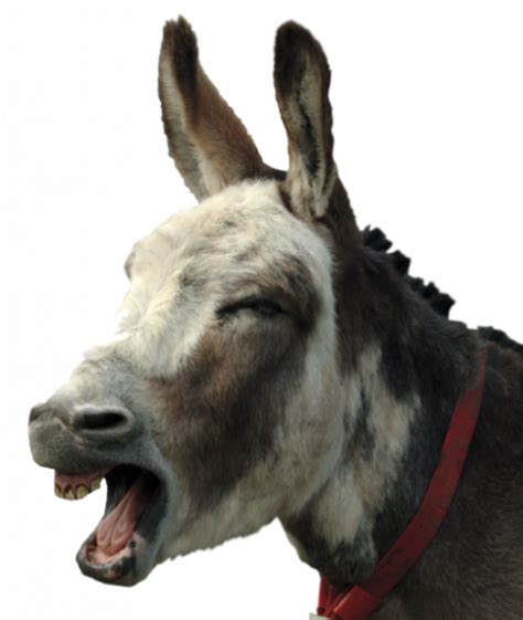 Download Hd Donkey Head Png Donkey Png Transparent Png Image