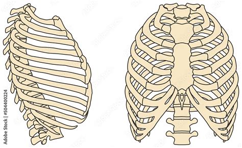 Human Rib Cage Anatomy Infographic Diagram Structure And Parts Bones