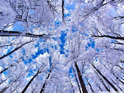 Winter Screensavers And Wallpaper Safari Wallpapers