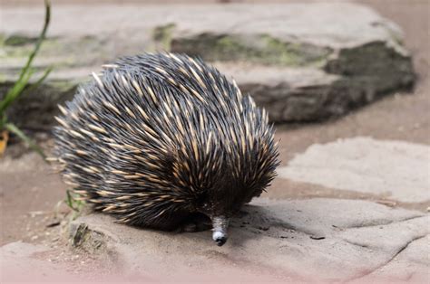 Eleanor The Giant Echidna Is So Chonky She Survived Getting Hit By Car