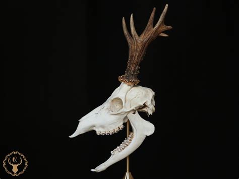 Whole Roe Deer Skull With Bottom Jaw And Teeth For Curiosity Etsy