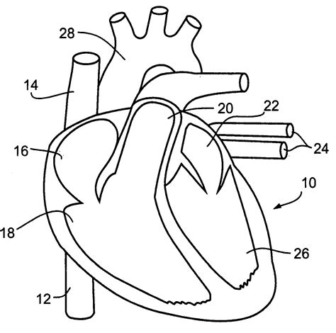 Cardiovascular System Coloring Pages At Free