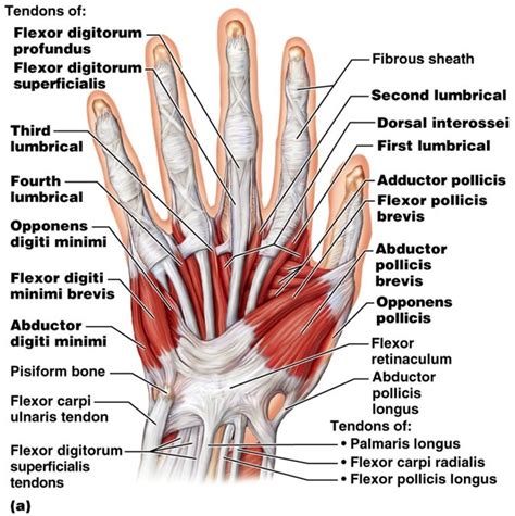 Intrinsic Muscles Of The Hand