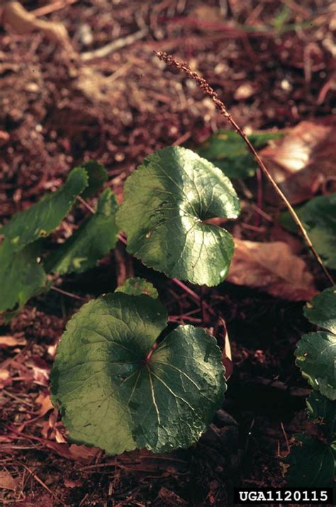 Beetleweed Galax Urceolata