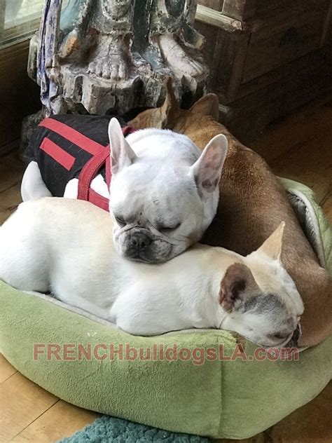 IVDD and your French Bulldog - French Bulldogs LA