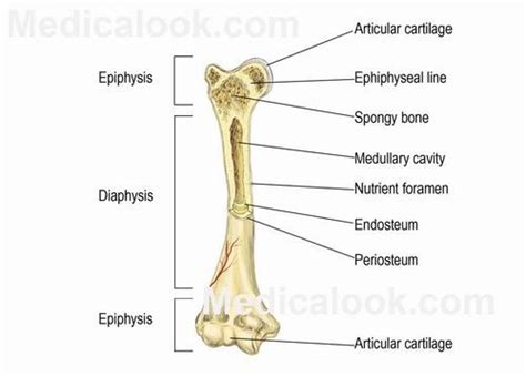Elongated bone consisting of a body (diaphysis) and two terminal parts (epiphyses), such as the leg and arm bones (femur, radius, phalanges and others). Bones - Human Anatomy Organs | Human anatomy chart, Human ...