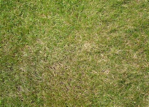 Dormant Grass Vs Dead Grass Whats The Difference The Backyard Pros