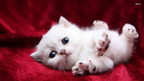 Download Cute White Cat Wallpaper Super Kitty Cats By Jvaughn22