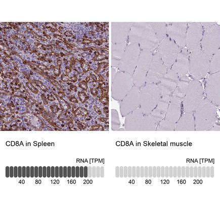 Leguminoasele, aproape toate soiurile de nuci şi soia. Anti-CD8A Antibody (HPA037756) - Atlas Antibodies