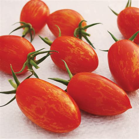 Red Torch Hybrid Tomato Hybrid Cherry Tomato Seeds Totally Tomatoes