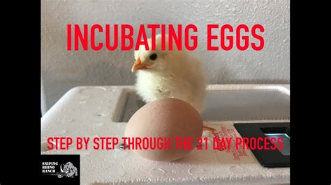 Incubating Chicken Eggs Step By Step Through The 21 Day Process Youtube
