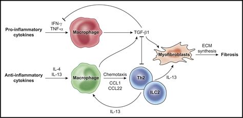 Macrophages In Tissue Repair Regeneration And Fibrosis Immunity