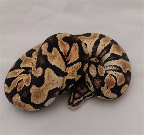 M Pastel Scaleless Head Summers Serpents