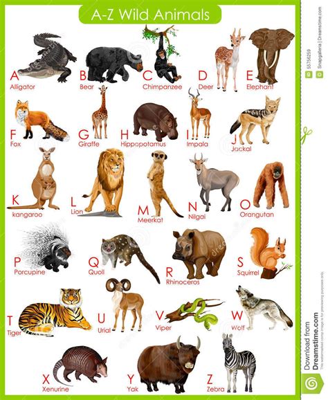 Chart Of A To Z Wild Animals Stock Vector Image 55756259 Animals