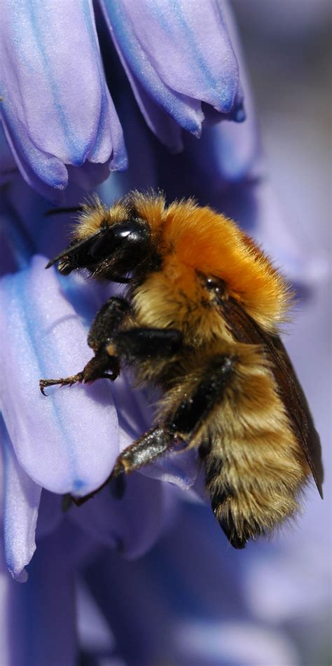 And are found on every continent with. Pesticide harms bees at 'safe' levels - experts respond ...