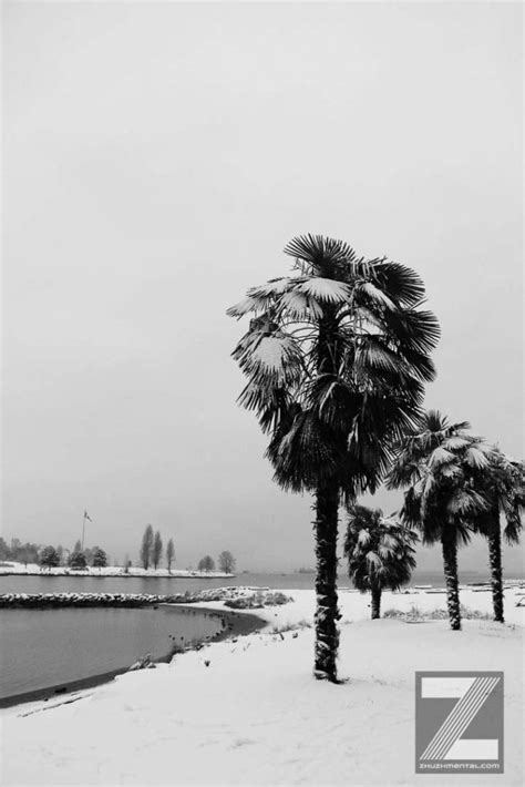 Snowy Palms Zhuzhmental Creative