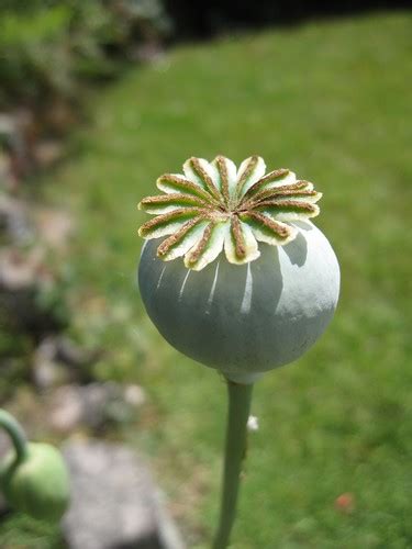 Brome inay you are correct it is often used for women clothing. Aphrodisiaque parfum - Ziloo.fr