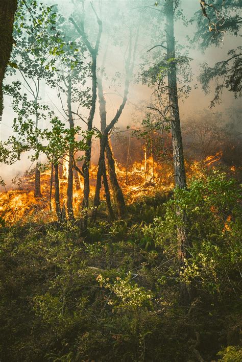 Forrest Fire Pictures Download Free Images On Unsplash