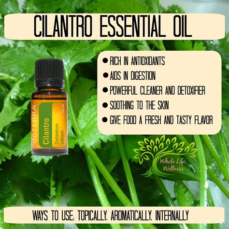 Cilantro Essential Oil And Uses Essential Oils Oils Topical