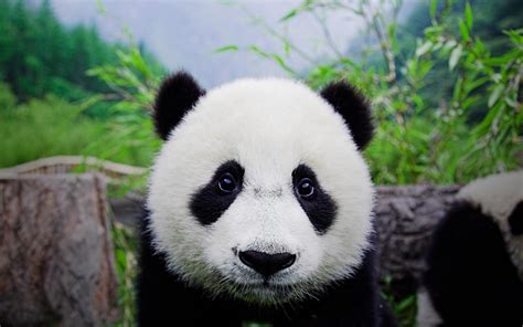 Cute Panda Background Wallpapersafari
